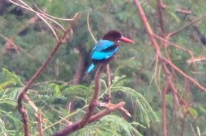 blurry kingfisher