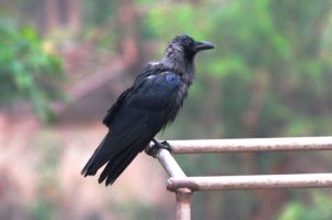 Soggy crow